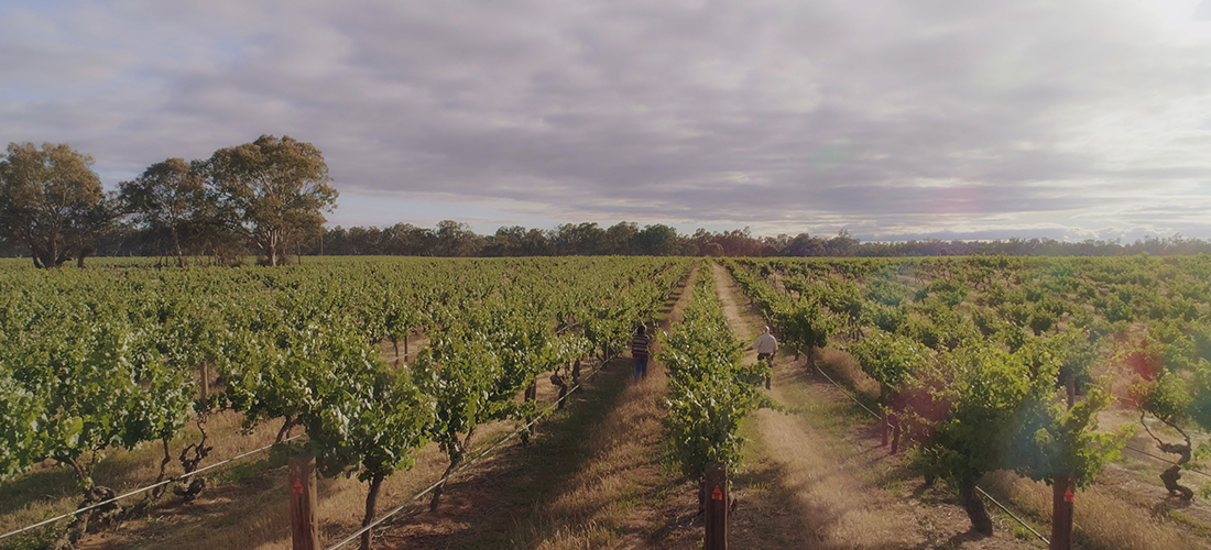 Tahbilk vines